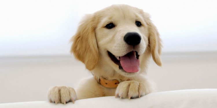 German Shepherd Golden Retriever mix puppy