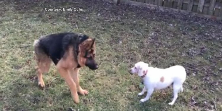 His large Alsatian Dog