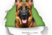 German Shepherd Nemka vom Alpenhof
