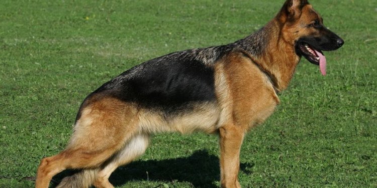 Alsatian Dog origin