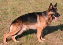german shepherd pictures