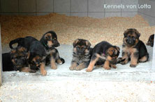German Shepherd puppies 5 weeks old