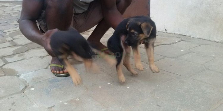 Price of German Shepherd puppy