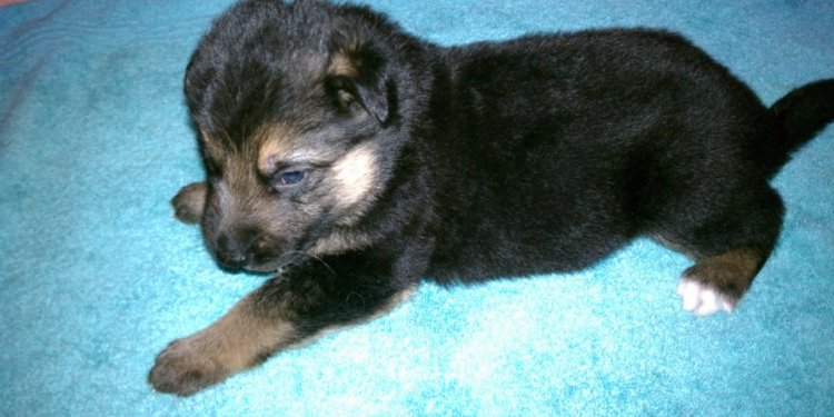 Shepherd puppies for Sale