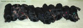 German Shepherd puppies: H- litter von Lotta 2 days old