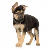 German Shepherd Puppy