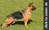 German Shepherd puppy