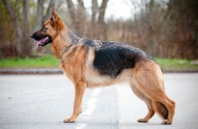 German Shepherd, standing outside in champion pose.