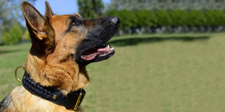 German Shepherd Dog harness