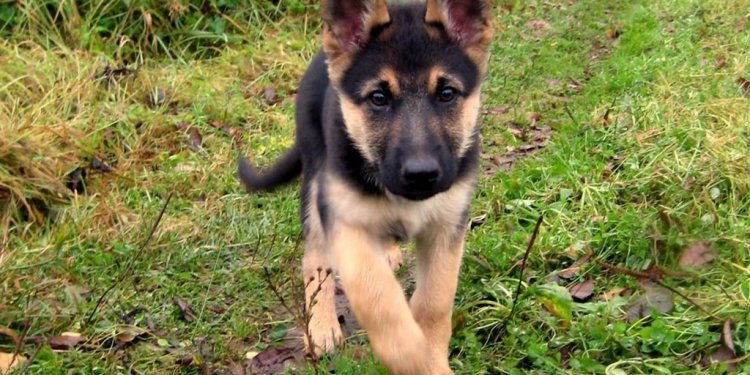 Baby German Shepherd dogs