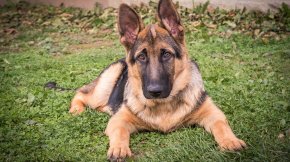German shepherds are a special breed — know what you're getting yourself into before bringing one home