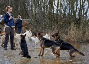 german shepherds waiting for stick to be thrown