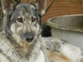 GermanShepherdMixRescueDogShilohNonWolf2