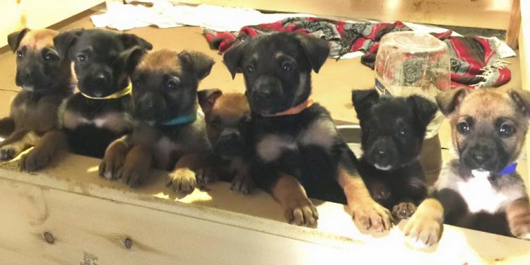 Serendipity German Shepherd Dog Rescue