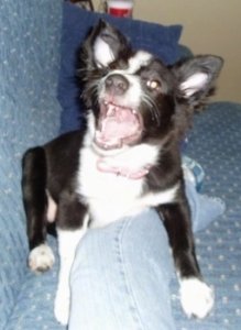 Harlee the Border-Aussie laying on a couch with its mouth open laying over a persons legs