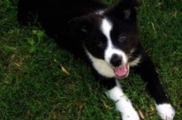 Harlee the Border-Aussie puppy laying on grass with its mouth open