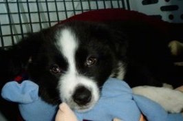 Harlee the Border-Aussie Puppy laying on a lot of blankets