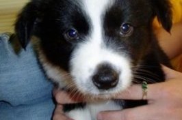 Harlee the Border-Aussie puppy sitting on a bed with a persons hands around his chest