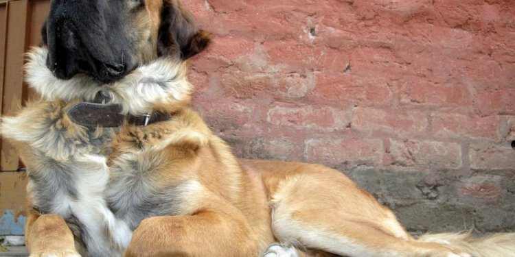 Indian Alsatian Dog