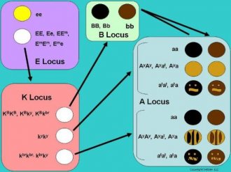 How do the A, B, E, and K Loci affect each other in determining coat color?