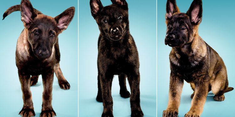 German Shepherd working dogs breeders