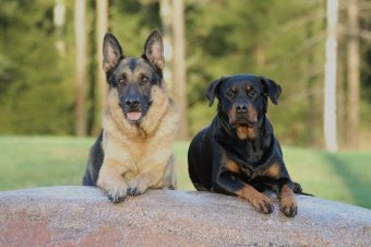 how to care for German Shepherd dogs _ GSD puppy with floppy ears