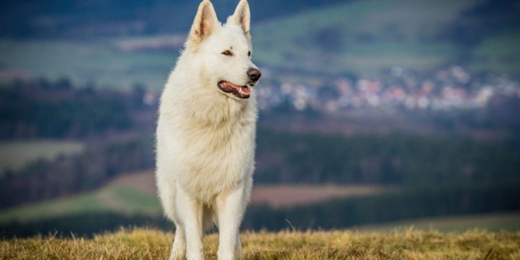 Different German Shepherd Mixes