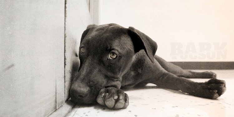 Petfinder.com dogs for adoption