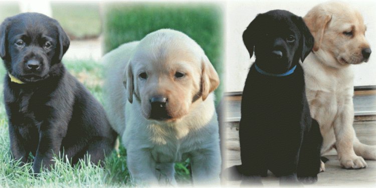 German Shepherd dogs for sale in Michigan