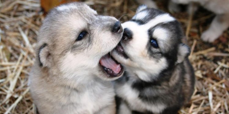 Types of German Shepherd Mixes