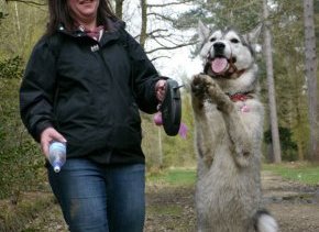 husky raring to go