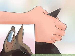 Image titled Tape Up Stubborn German Shepherd Puppy Ears Step 6