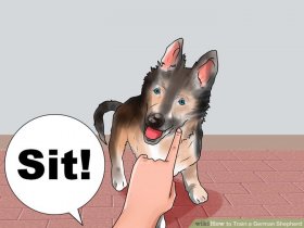 Image titled Train a German Shepherd Step 1