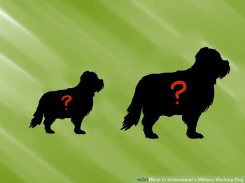 Image titled Understand a Military Working Dog Step 1