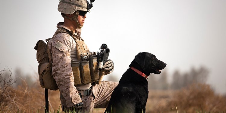 Working dogs Association