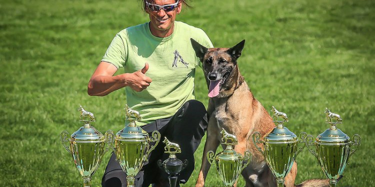 American Working Dog