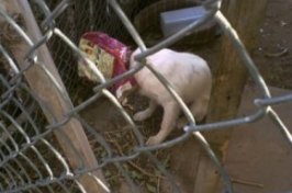 Jade the Border-Aussie sitting in a large outside Cage with its head in an old dog food bag