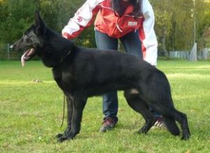 Jet black German shepherd puppies