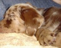 Kenya the Aussiedor puppy sleeping on a blanket on a couch