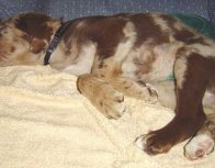 Kenya the Aussiedor sleeping on a couch on top of a blanket