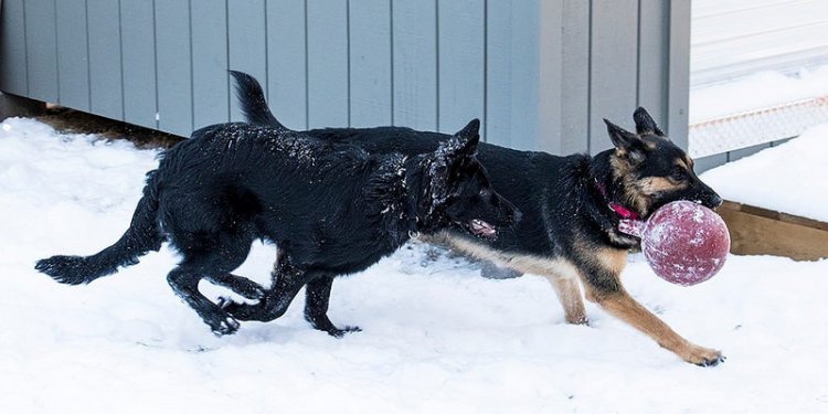 GSD Working dogs
