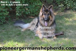 King German Shepherd