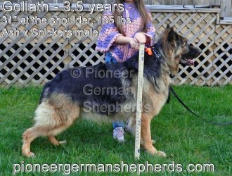 King Shepherd Breeders?