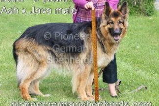 King Shepherd Breeders?