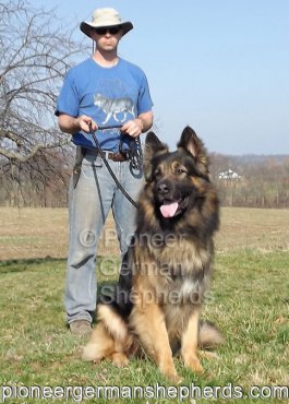 King Shepherd? No, giant German Shepherd Ash