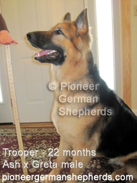 King Shepherd Puppies?