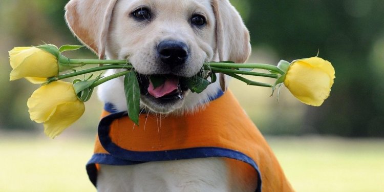 Dogs information