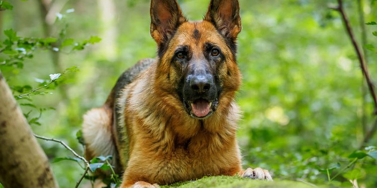 GSD dogs photos