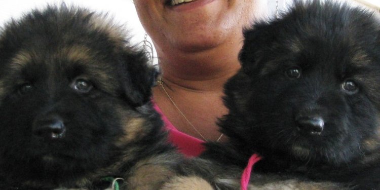 German Shepherd puppies Give Away