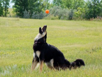 long haired german shepherd